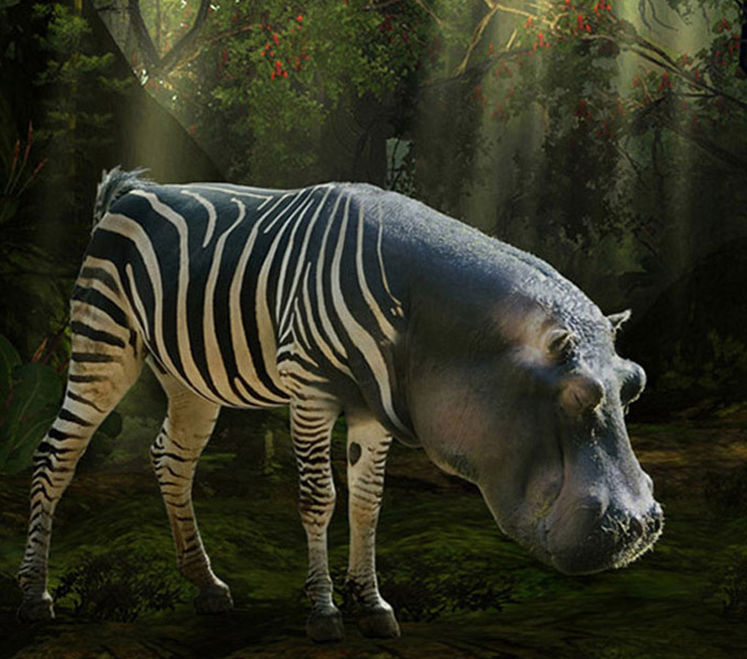 Hippozebra